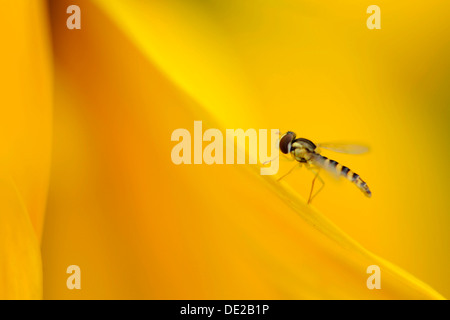 Hoverfly (Syrphidae) sur un pétale de tournesol Banque D'Images