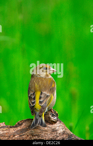 Verdier (Chloris chloris) Banque D'Images
