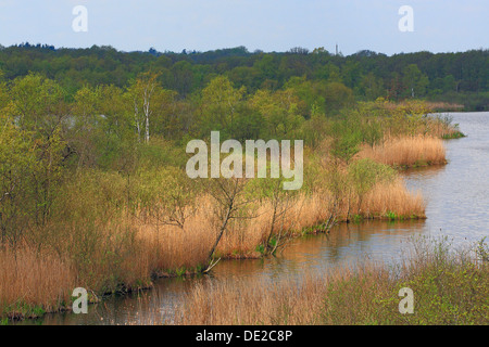Réserve naturelle avec un bayou et les roseaux sur la rive au printemps, Mecklenburg Lake District Banque D'Images