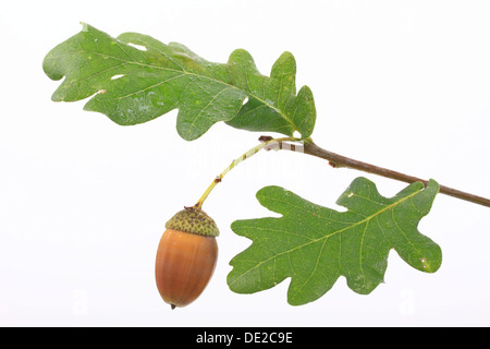 Un gland avec feuilles de chêne, chêne pédonculé (Quercus robur) Banque D'Images