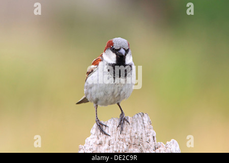 Moineau domestique (Passer domesticus), homme assis sur un jardin clôture Banque D'Images