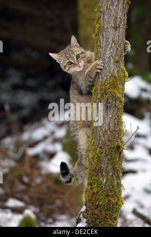 Chat sauvage (Felis silvestris), jeune homme escalade un arbre, Rhône-Alpes, Taunus, Hesse, Allemagne Banque D'Images