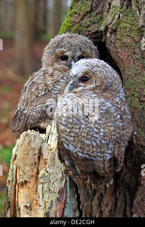 Les jeunes Chouettes Hulottes ou Brown Chouette rayée (Strix Aluco enr) perché en face d'un arbre creux, Westerwald, Solms, Rhône Alpes, France Banque D'Images