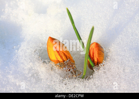 Crocus jaune géant ou crocus (Crocus vernus), fermé des fleurs dans la neige, Westerwald, Solms, Hesse, Allemagne Banque D'Images