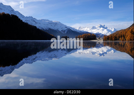 Lake Champfer avec forêt de mélèzes avec coloration automnale, Mt Piz da la Margna à l'arrière, Saint-Moritz, Engadine, Grisons, Suisse Banque D'Images