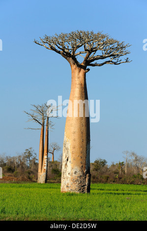 Baobab (Adansonia grandidieri), debout dans le champ de riz, Morondava, Madagascar, Afrique Banque D'Images