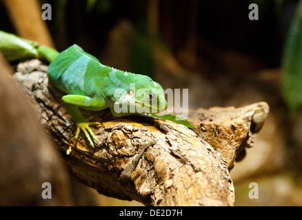 Un iguane Fidji Brachylophus Bulabula Banque D'Images