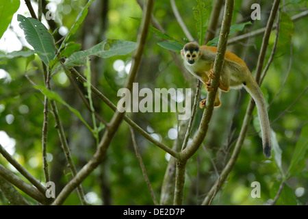 Amérique centrale singe écureuil (Saimiri oerstedii), Parc National Manuel Antonio, Central Pacific Coast, Costa Rica Banque D'Images