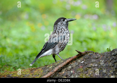 Spotted nutcracker, Casse-Noisette eurasien (Nucifraga caryocatactes), canton des Grisons, Suisse, Europe Banque D'Images