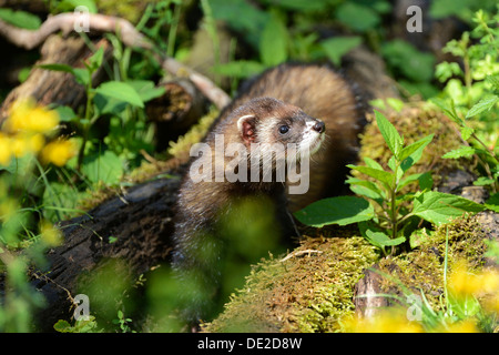 Le putois d'Europe (Mustela putorius), Arth Goldau, Zug, Suisse, Europe Banque D'Images