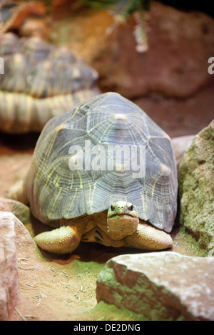 Tortue rayonnée, - Geochelone radiata de Madagascar Banque D'Images