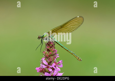 Demoiselle (Calopteryx splendens bagués), femme, Reussspitz, Maschwanden, Suisse, Europe Banque D'Images