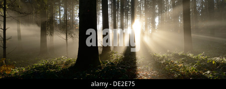 Brouillard d'automne ambiance dans une forêt mixte, Oberkirch, Argovie, Suisse, Europe Banque D'Images
