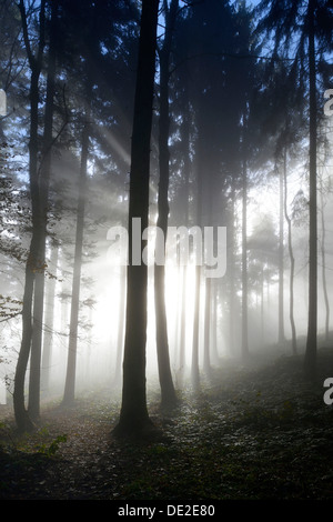 Brouillard d'automne ambiance dans une forêt mixte, Oberkirch, Argovie, Suisse, Europe Banque D'Images