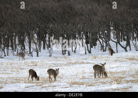 Hokkaido sika deer, cerf tacheté ou Japonais deer (Cervus nippon yesoensis), debout dans un paysage couvert de neige Banque D'Images