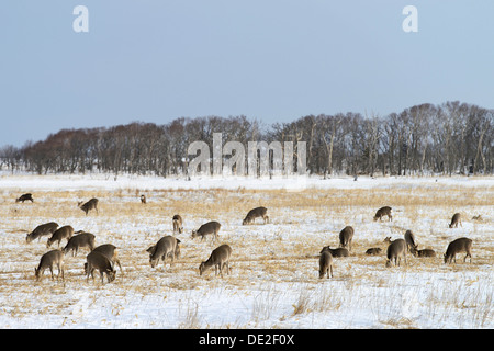 Hokkaido sika deer, cerf tacheté ou Japonais deer (Cervus nippon yesoensis), l'alimentation dans un paysage couvert de neige Banque D'Images