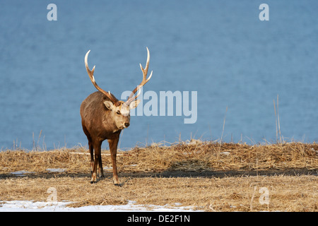 Hokkaido sika deer, cerf tacheté ou Japonais deer (Cervus nippon yesoensis), homme, STAG, le parc national de Shiretoko, Rausu, Hokkaido Banque D'Images