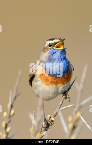 Gorgebleue à miroir (Luscinia svecica cyanecula), chant sur la perche, de Geul, Texel, Texel, à l'ouest de l'archipel Frison Banque D'Images