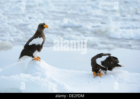 Deux de mer de Steller blanche (Haliaeetus pelagicus), un oiseau se nourrissant d'un poisson, Rausu, Menashi, Hokkaido, Japon Banque D'Images