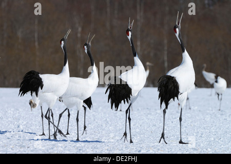 Red-grues couronnées, Japonais ou grues Grues de Mandchourie (Grus japonensis), l'accouplement, l'appel de Kushiro-Shitsugen Nationalpark, Kushiro Banque D'Images