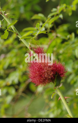 Diplolepis rosae Robins Pincushion - Banque D'Images