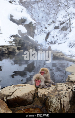 Macaques japonais ou la neige des singes (Macaca fuscata), prendre un bain dans une source thermale, Affenpark Jigokudani, Nagano Präfektur Banque D'Images