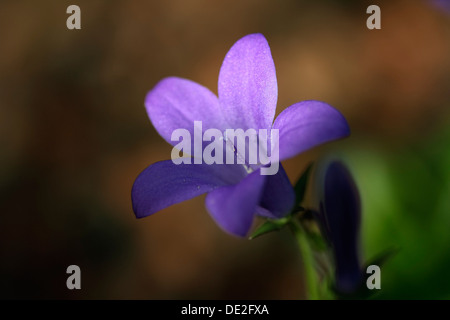 (Campanule à larges feuilles Campanula rhomboidalis), bleu-blooming flower, pistil Banque D'Images