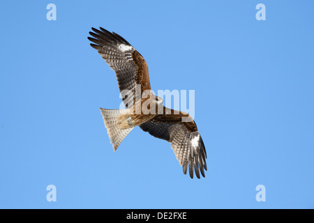 Milan noir (Milvus migrans) en vol, vue de dessous, Kushiro-Shitsugen-Nationalpark, Kushiro, Hokkaido, Japon Banque D'Images