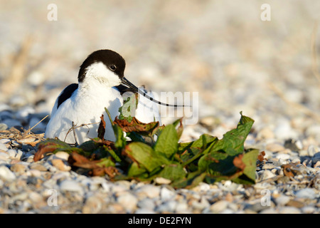 Avocette élégante (Recurvirostra avosetta) assis sur un nid, Oosterend, Texel, à l'ouest de l'archipel Frison, province de Liège Banque D'Images