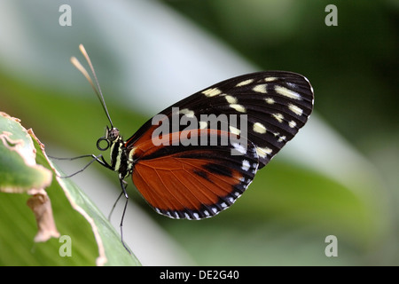 La passion des fleurs (Papillon Heliconius hecale Zuleika) Banque D'Images