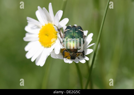 Chafer Cetonia aurata (Rose) sur une marguerite (Leucanthemum vulgare) Banque D'Images