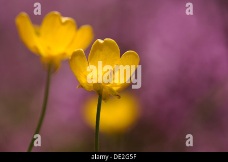 Renoncule des prés ou la renoncule âcre (Ranunculus acris), fleurs Banque D'Images
