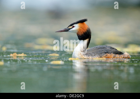 Grèbe huppé (Podiceps cristatus), baignade, Lac de Lucerne, Lucerne, Canton de Lucerne, Suisse Banque D'Images