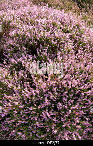 La bruyère (Calluna vulgaris), Sylt, Sylt, Schleswig-Holstein, Allemagne Banque D'Images