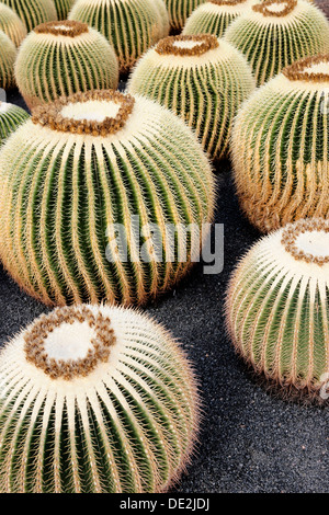 Golden Barrel cactus, cactus Boule d'Or ou belle-mère (coussin) bateau à quille, plusieurs cactus Banque D'Images