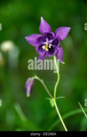 Ancolie Ancolie commune, européenne ou Granny's dernier verre (Aquilegia vulgaris), à Garmisch-Partenkirchen Banque D'Images