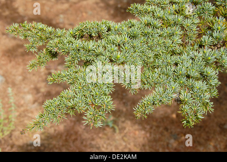 Branche d'un cèdre du Liban (Cedrus libani var brevifolia), aiguilles, Tripylos, Troodos, sud de Chypre Banque D'Images