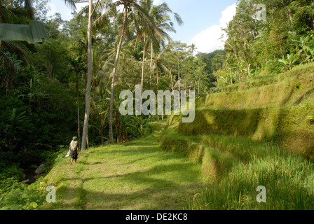 Le riz paddy, de grandes terrasses de riz et de cocotiers, Gunung Kawi, Tampasiring à Ubud, Bali, Indonésie, Asie du Sud, Asie Banque D'Images