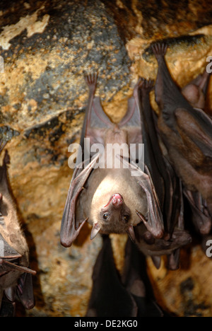 Bat tête en bas du plafond, cave dans le temple de Goa Lawah, Pura, Bali, Indonésie, Asie du Sud, Asie Banque D'Images