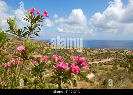 La floraison laurier-rose (Nerium oleander), paysage avec vue sur la mer près de Latchi, Akamas, sud de Chypre, République de Chypre Banque D'Images