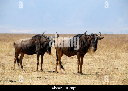 Deux Gnous bleu (Connochaetes taurinus) debout dans les prairies sèches, le cratère du Ngorongoro, Serengeti National Park Banque D'Images