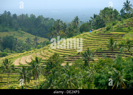 L'agriculture, des rizières, des terrasses de riz et de cocotiers, de Jatiluwih Ubud, Bali, Indonésie, Asie du Sud, Asie Banque D'Images