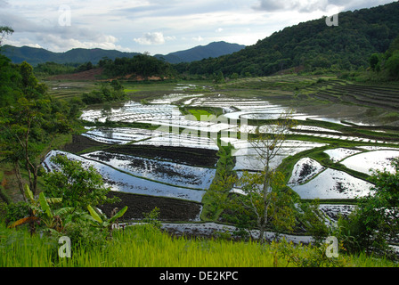 L'agriculture, de l'eau, le riz paddy, riz humide, près de Ban Nong Pet, province de Xieng Khouang, Laos, Asie du Sud, Asie Banque D'Images