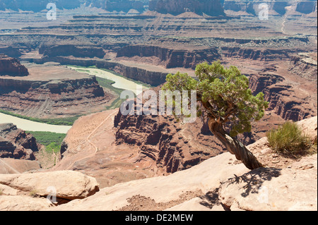 Utah) Genévrier (Juniperus osteosperma), paysage érodé, canyons, grès rouge, rivière, fleuve du Colorado, Méandre donnent sur Banque D'Images