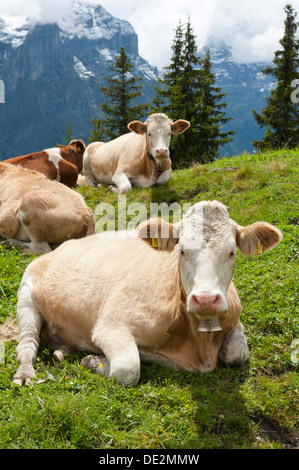 Ruminer les vaches (Bos primigenius taurus), l'agriculture traditionnelle, l'agriculture de montagne, de verts pâturages, près de la Crochardière Grindelwald Banque D'Images