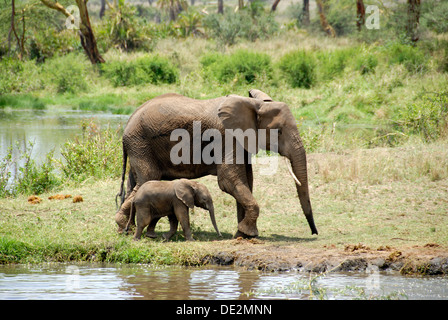 Grandes et petites African elephant (Loxodonta africana), avec de jeunes adultes de sexe féminin à Seronera, point d'eau dans le Parc National du Serengeti Banque D'Images
