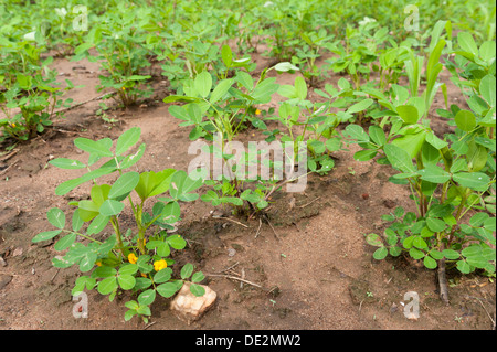 L'arachide (Arachis hypogaea), dans le domaine des plantes d'arachide, Kuda Oya, Sri Lanka Banque D'Images