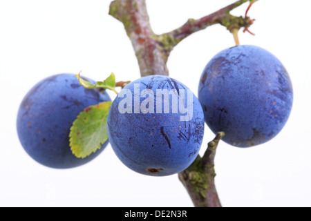 Prunellier, prunelle (Prunus spinosa), les petits fruits Banque D'Images