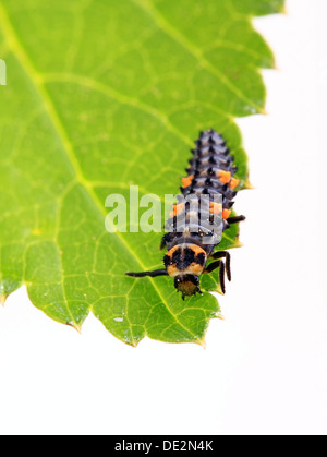 Un Seven-Spot larve de coccinelle (Coccinella septempunctata) Banque D'Images