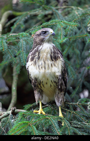 Les jeunes Européens immatures (Pernis apivorus Honey Buzzard) Banque D'Images